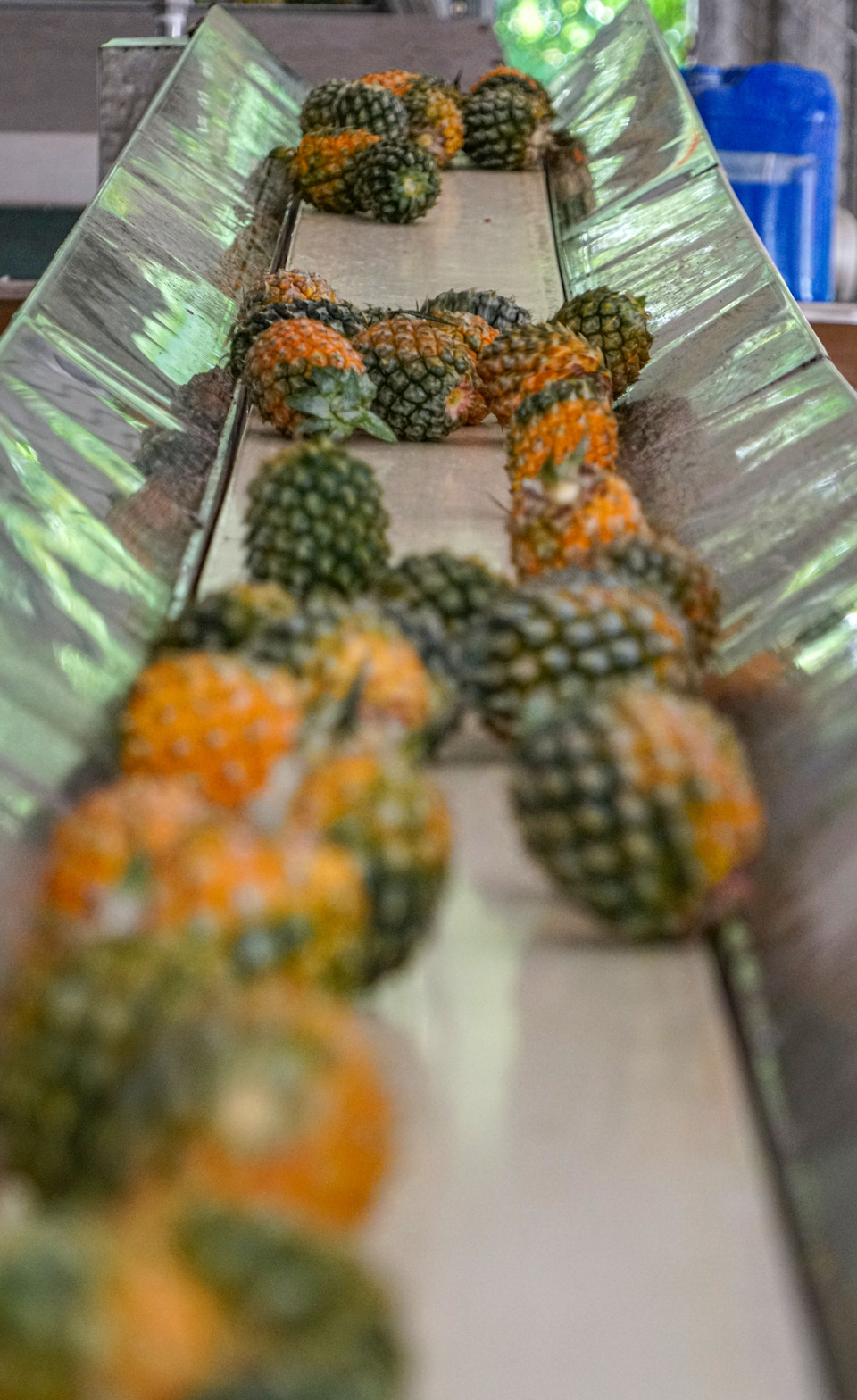 Tại nhà máy, dứa được đưa lên băng chuyền và ngâm trong nước để làm sạch. (Ảnh: Lâm Phan/Vietnam+)