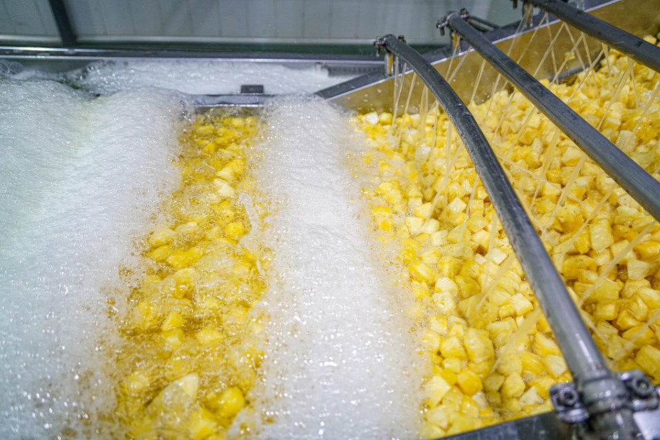 Sau khi được làm sạch, dứa được đưa vào dây chuyền sản xuất khép kín hiện đại. Trong nhà máy, nhiệt độ luôn phải đảm bảo ở mức dưới 5 độ C, công nhân trong nhà máy phải mặc đồ bảo hộ và phải khử trùng bắt buộc khi ra vào. (Ảnh: Lâm Phan/Vietnam+)