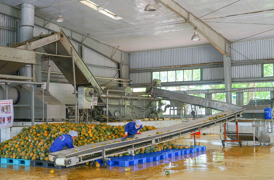 Tại nhà máy, dứa được đưa lên băng chuyền và ngâm trong nước để làm sạch. (Ảnh: Lâm Phan/Vietnam+)