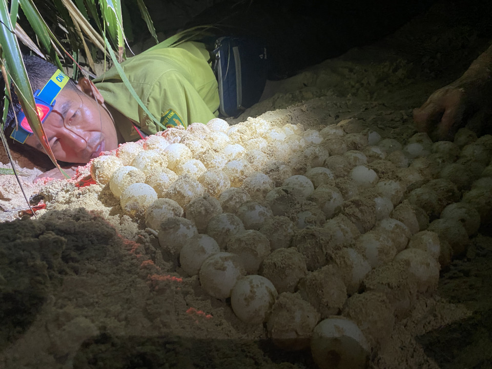 Trung bình mỗi rùa mẹ một đêm sẽ đẻ từ 80 đến 150 trứng. (Ảnh: Lâm Phan/Vietnam+)