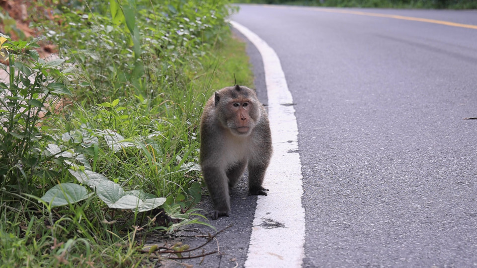 Chú khỉ bạo dạn đùa nghịch dưới đường. (Ảnh: Hoàng Đạt/Vietnam+)