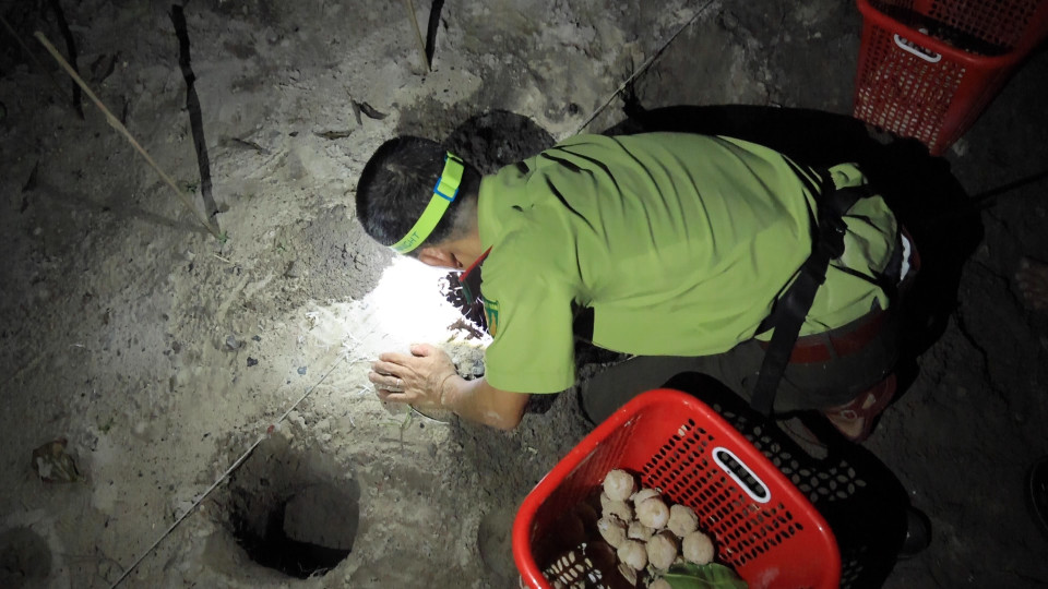 Trứng được di chuyển về khu vực ấp an toàn. (Ảnh: Hoàng Đạt/Vietnam+)