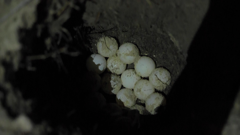 Sau khoảng 50 ngày trứng sẽ nở thành rùa con (Ảnh: Lâm Phan/Vietnam+)