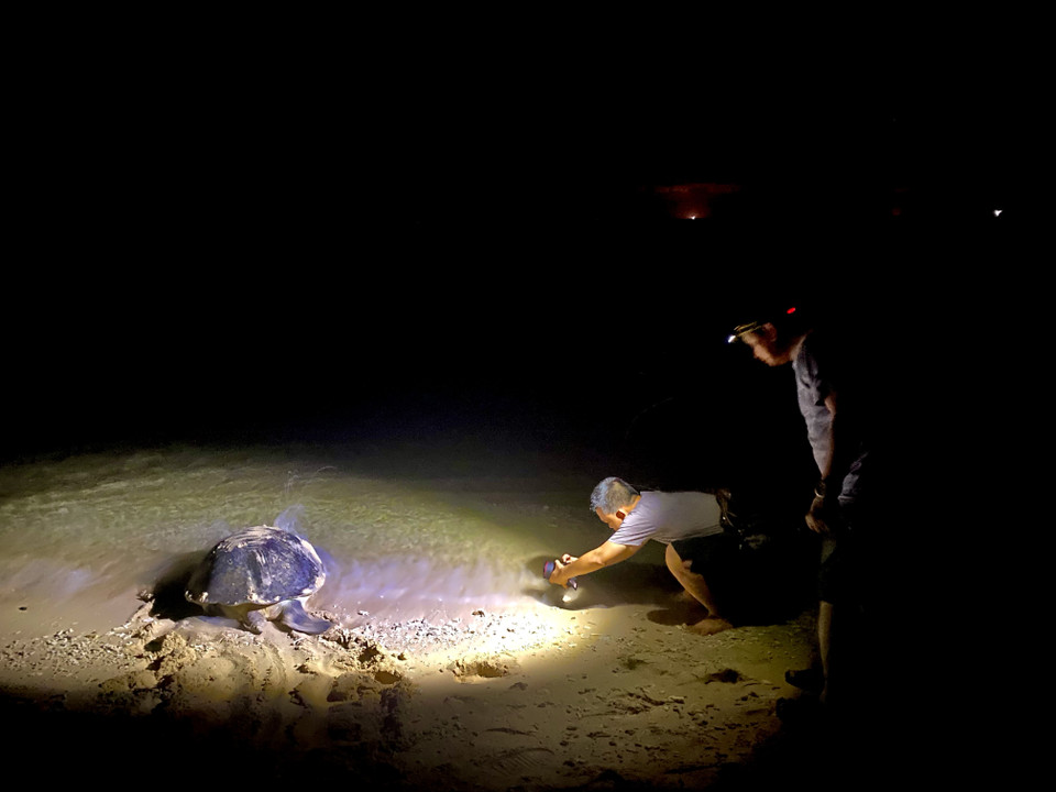 Quần đảo Côn Đảo là một trong những khu bảo tồn Rùa biển lớn nhất Đông Nam Á. Trong đó, Hòn Bảy Cạnh là một 'bãi rùa đẻ' lớn, được quan tâm đặc biệt (Ảnh: Hoàng Đạt/Vietnam+)