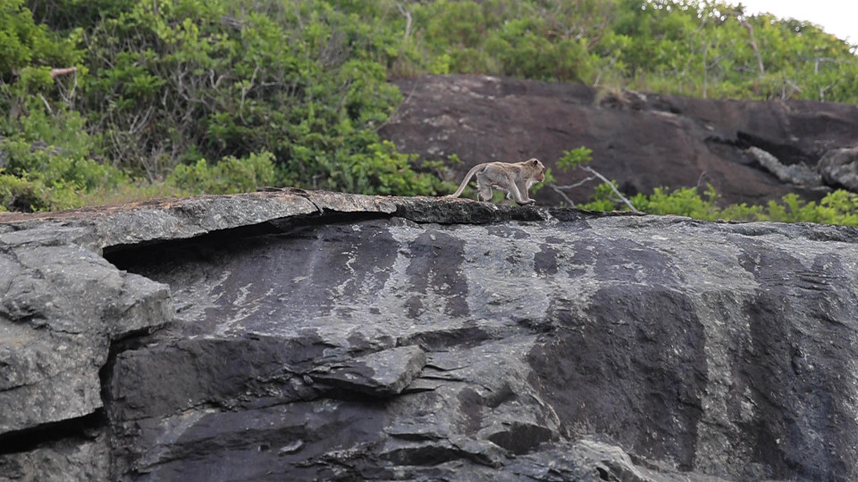 Tại khu vực này, du khách có thể dễ dàng bắt gặp động vật hoang dã, đặc biệt là khỉ. (Ảnh: Hoàng Đạt/Vietnam+)