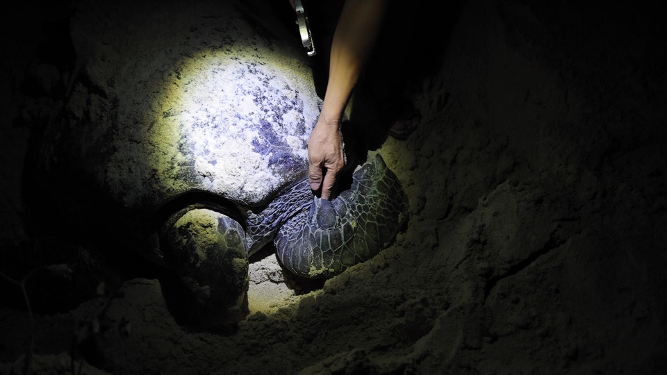 Việc bấm khuyên định danh này nhằm tăng cường công tác quản lý và bảo tồn đối với từng cá thể rùa (Ảnh: Lâm Phan/Vietnam+) 