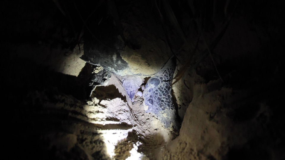 Rùa thường đẻ trứng ở khu vực bãi cát mềm gần bờ biển. (Ảnh: Hoàng Đạt/Vietnam+) 