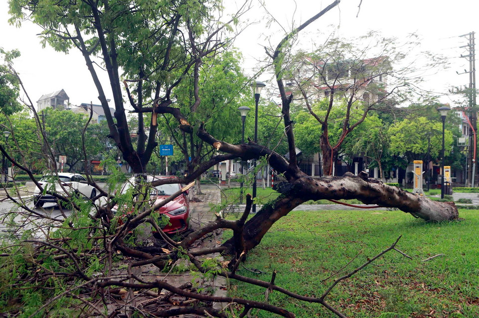 Cây đổ vào ô tô đỗ ven đường tại đường Trần Quang Sơn, thành phố Vĩnh Yên sau trận mưa lớn. (Ảnh: Hoàng Hùng/TTXVN)