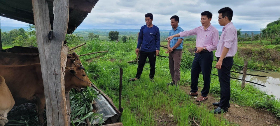 Nhiều hộ nghèo, cận nghèo và các đối tượng chính sách khác tại tỉnh Gia Lai được tiếp cận nguồn vốn tín dụng chính sách xã hội để phát triển sản xuất, kinh doanh, từng bước vươn lên thoát nghèo. (Ảnh: Hoài Nam/TTXVN)