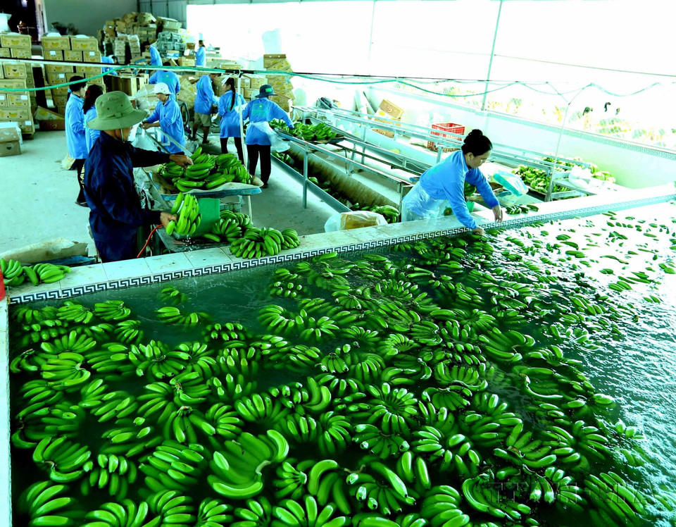 Sơ chế chuối xanh quả xuất khẩu tại Công ty Xuất Nhập khẩu Xanh Việt (ấp Tân Lợi, xã Tân Tuyến, huyện Tri Tôn, tỉnh An Giang). (Ảnh: Vũ Sinh/TTXVN)