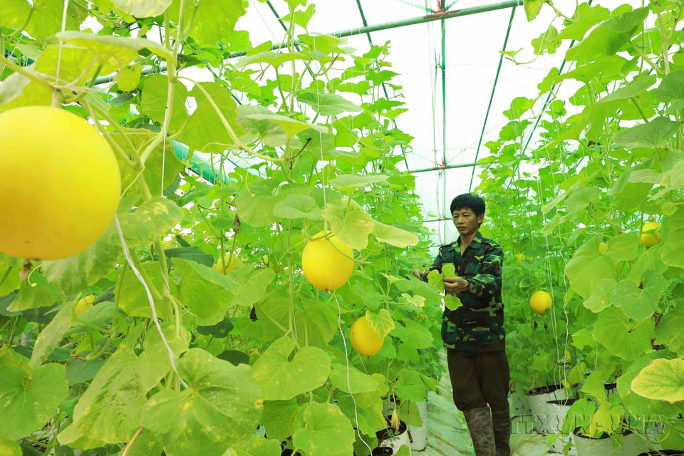 Hộ nông dân ở thôn Thái Hoa, xã Bình Định, huyện Kiến Xương được Hội nông dân tỉnh Thái Bình tập huấn chuyển giao kỹ thuật và hỗ trợ vay vốn trồng dưa trong nhà màng, đến nay phát huy hiệu quả cao. (Ảnh: Vũ Sinh/TTXVN)