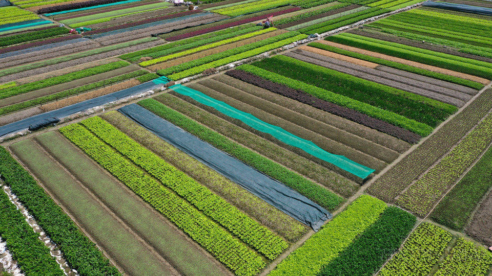 Mô hình sản xuất rau an toàn theo tiêu chuẩn VietGAP tại huyện Quảng Điền, Thừa Thiên-Huế. (Ảnh: Hồ Cầu/TTXVN)