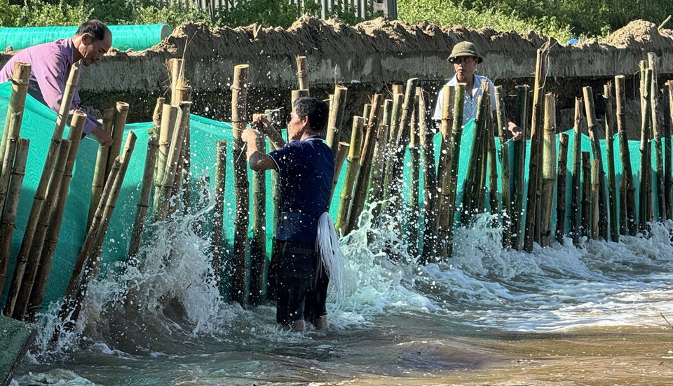 Người dân xã Hoằng Trường dùng tre, bạt lưới gia cố tạm thời chống sạt lở sâu vào đất liền, bảo vệ an toàn cho các hộ dân. (Ảnh: Việt Hoàng/TTXVN)