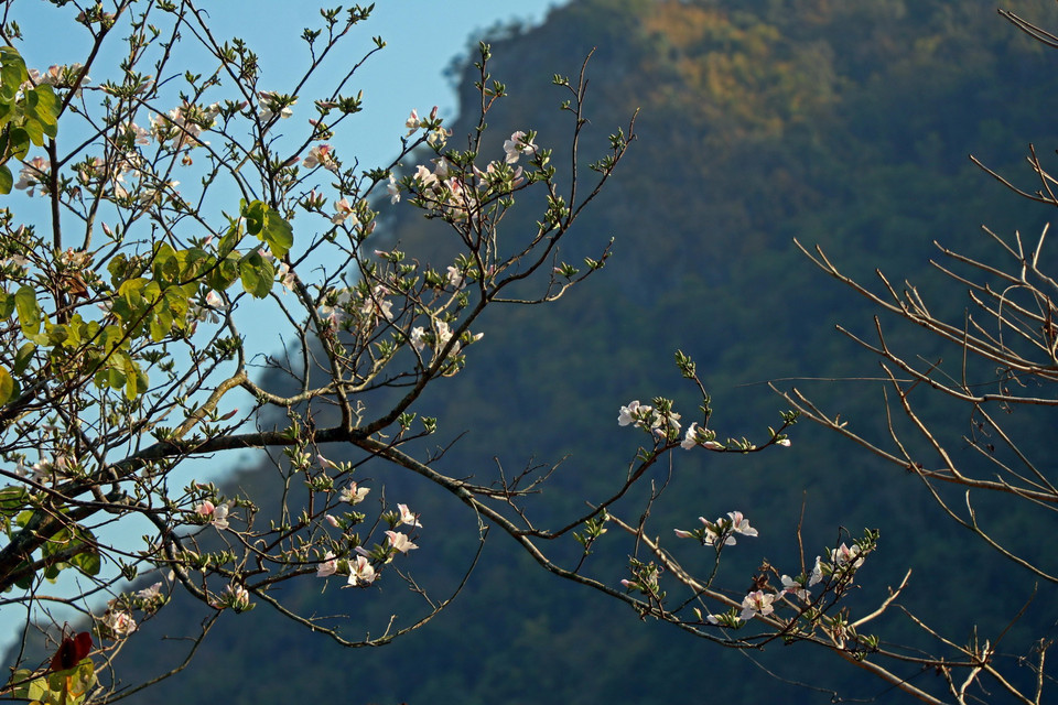 Hoa ban nở trên các sườn núi bắt đầu bung nở. (Ảnh: Hữu Quyết/TTXVN)