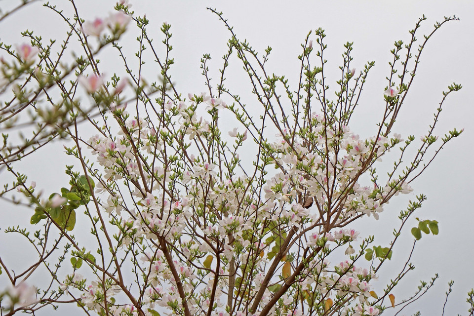 Hoa ban khi nở rộ khoe màu trắng nhẹ nhàng. (Ảnh: Hữu Quyết/TTXVN)