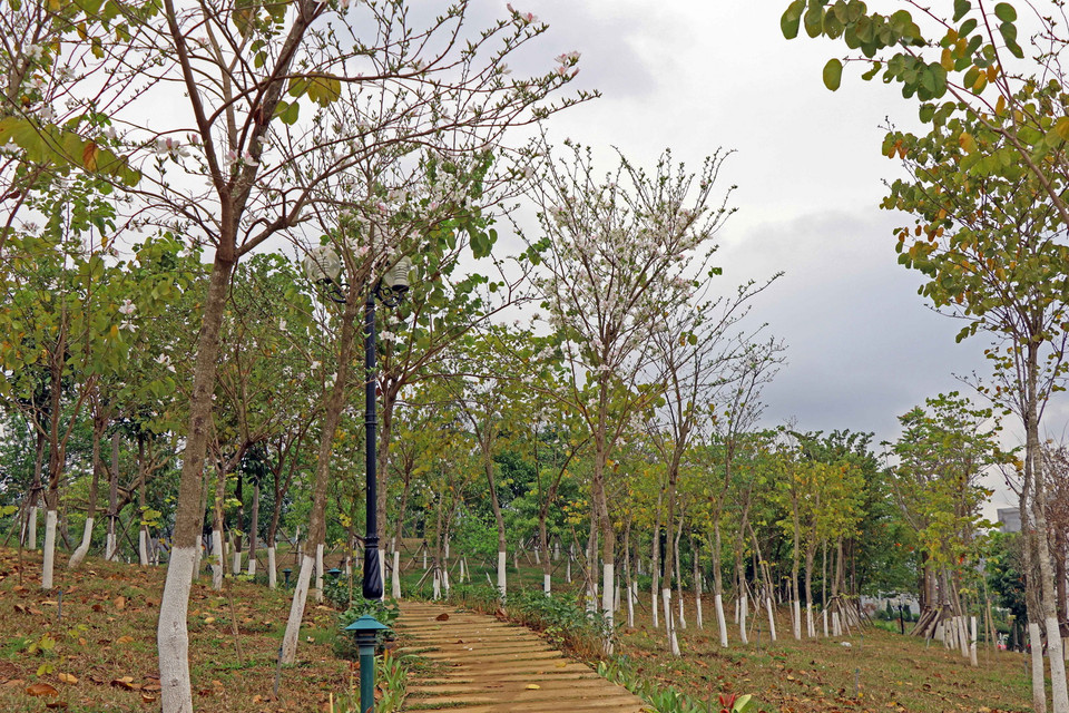 Những hàng cây hoa ban bắt đầu nở rộ ở khu vực Quảng trường Tây Bắc, thành phố Sơn La. (Ảnh: Hữu Quyết/TTXVN)