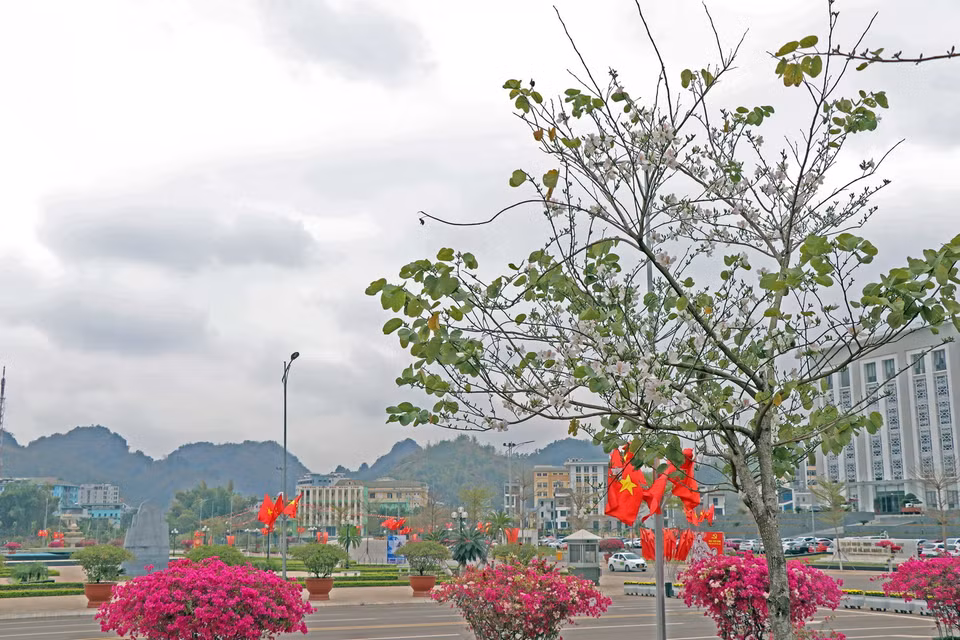 Hoa ban bắt đầu nở rộ ở khu vực Quảng trường Tây Bắc, thành phố Sơn La. (Ảnh: Hữu Quyết/TTXVN)
