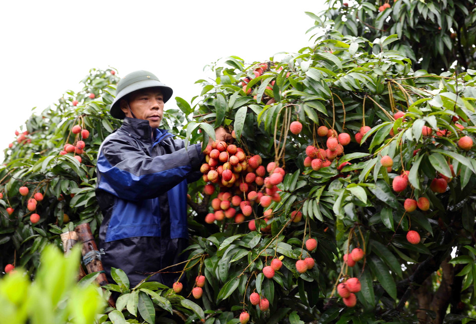 Năm 2024, tỉnh Hải Dương có 8.850ha trồng vải thiều cho thu hoạch, sản lượng ước đạt 45.000 tấn. (Ảnh: Vũ Sinh/TTXVN)