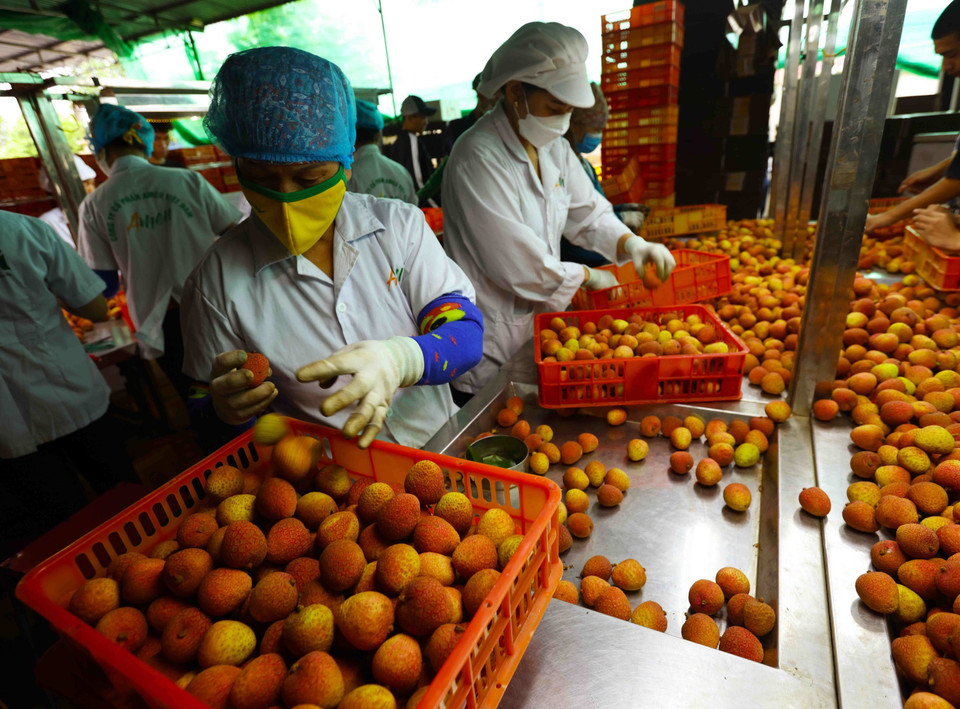 Vụ vải năm 2024, Công ty CP AMEII Việt Nam, xã Thanh Xá, huyện Thanh Hà, có kế hoạch xuất khẩu khoảng 1.000 tấn vải thiều tươi, sang các thị trường Nhật Bản, Mỹ, Australia, Pháp, Anh, Canada. (Ảnh: Vũ Sinh/TTXVN)