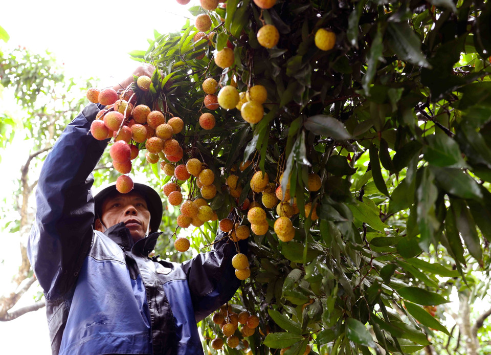 Thu hoạch vải thiều xuất khẩu ở hộ Nguyễn Văn Sáng, thôn Thúy Lâm, xã Thanh Sơn, huyện Thanh Hà. (Ảnh: Vũ Sinh/TTXVN)