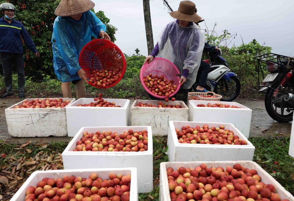 Năm 2024, tỉnh Hải Dương có 8.850ha trồng vải thiều cho thu hoạch, sản lượng ước đạt 45.000 tấn. (Ảnh: Vũ Sinh/TTXVN)