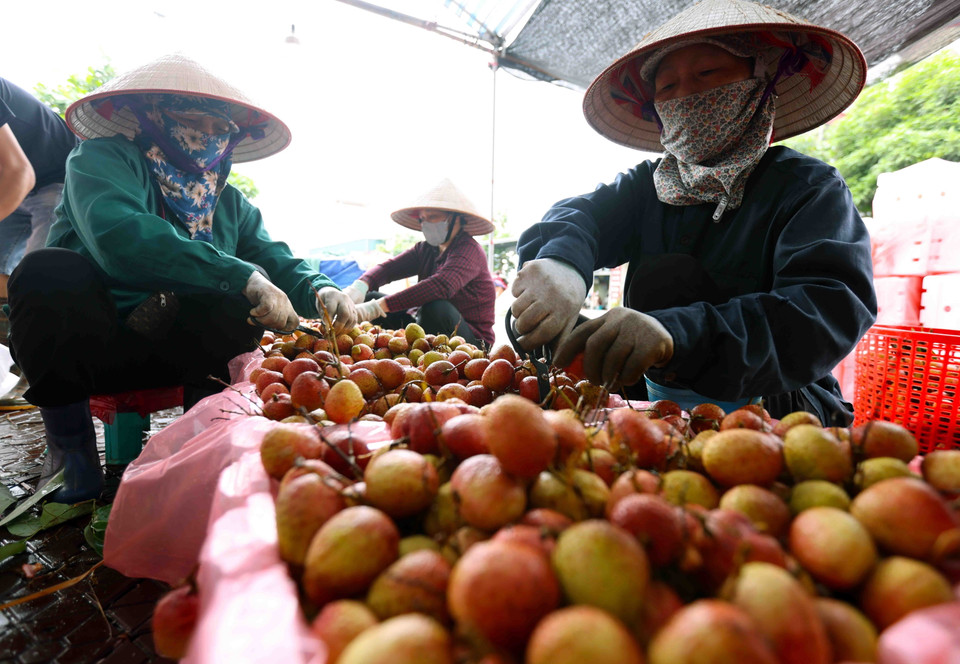 Đóng gói sản phẩm vải thiều xuất khẩu sang thị trường Trung Quốc tại cơ sở thu mua ở xã Thanh Thủy, huyện Thanh Hà. (Ảnh: Vũ Sinh/TTXVN)