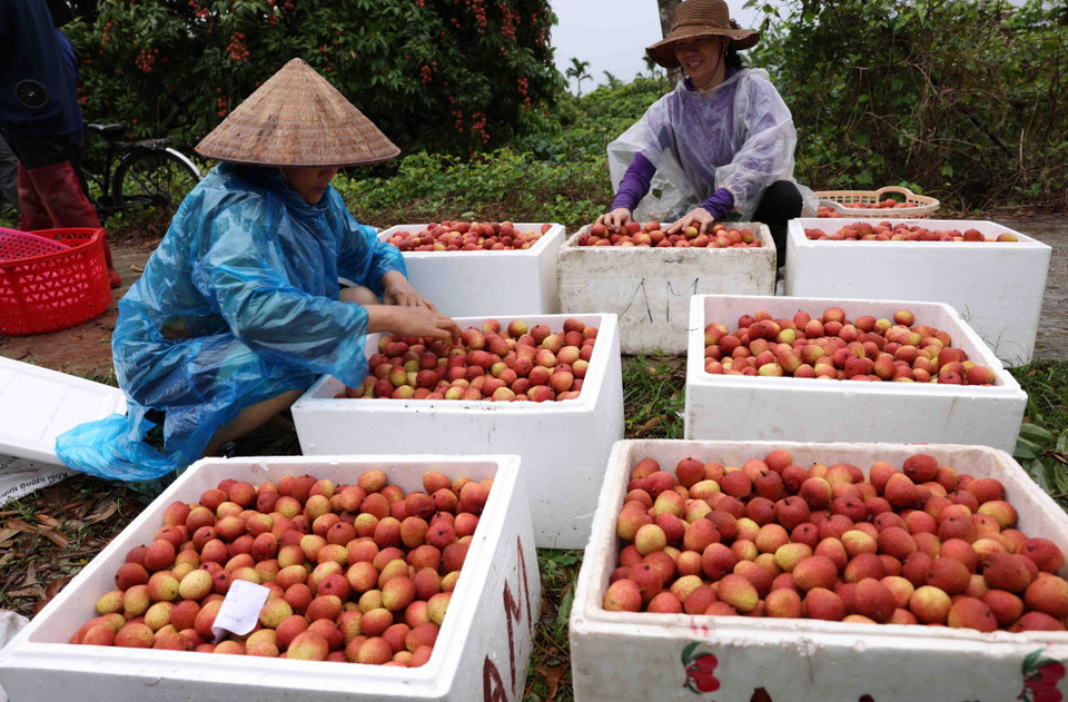 Phân loại sau thu hoạch vải thiều xuất khẩu ở hộ Nguyễn Văn Sáng, thôn Thúy Lâm, xã Thanh Sơn, huyện Thanh Hà. (Ảnh: Vũ Sinh/TTXVN)