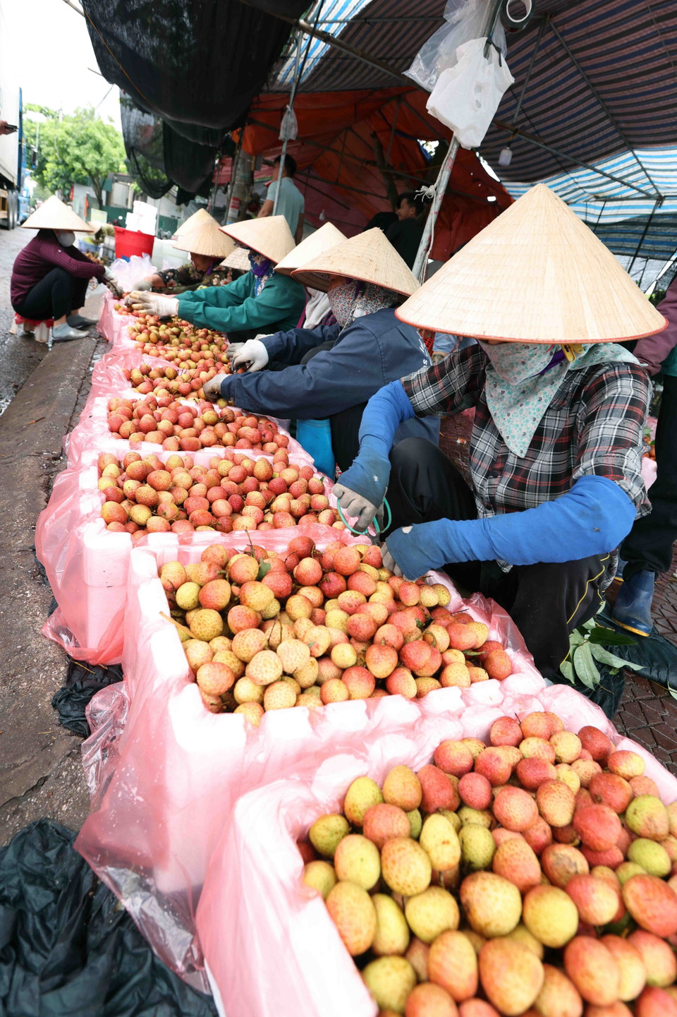 Tính đến hết ngày 31/5, tỉnh Hải Dương đã thu hoạch được khoảng 60% diện tích (khoảng 24.500 tấn), xuất khẩu được 9.500 tấn sang các thị trường Nhật Bản, Mỹ, Australia, New Zealand, Thái Lan và Trung Quốc. (Ảnh: Vũ Sinh/TTXVN)