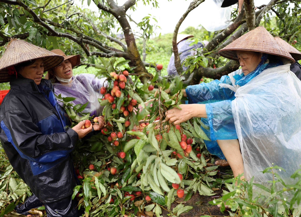 Thu hoạch vải thiều xuất khẩu ở hộ Nguyễn Văn Sáng, thôn Thúy Lâm, xã Thanh Sơn, huyện Thanh Hà. (Ảnh: Vũ Sinh/TTXVN )
