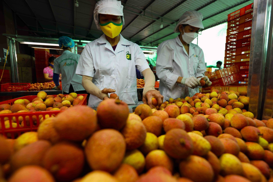 Sơ chế, đóng gói sản phẩm vải thiều xuất khẩu sang thị trường Nhật Bản ở Công ty CP AMEII Việt Nam, xã Thanh Xá, huyện Thanh Hà. (Ảnh: Vũ Sinh/TTXVN)