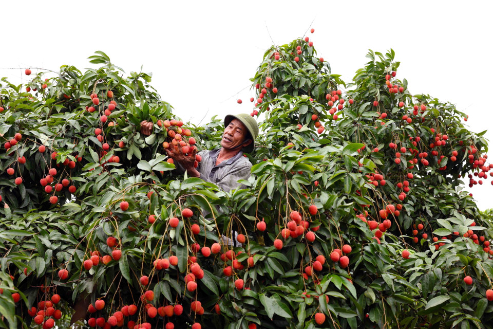 Thu hoạch vải thiều xuất khẩu ở hộ Phan Văn Thiếu, thôn Tiên Kiều, xã Thanh Hồng, huyện Thanh Hà. (Ảnh: Vũ Sinh/TTXVN)