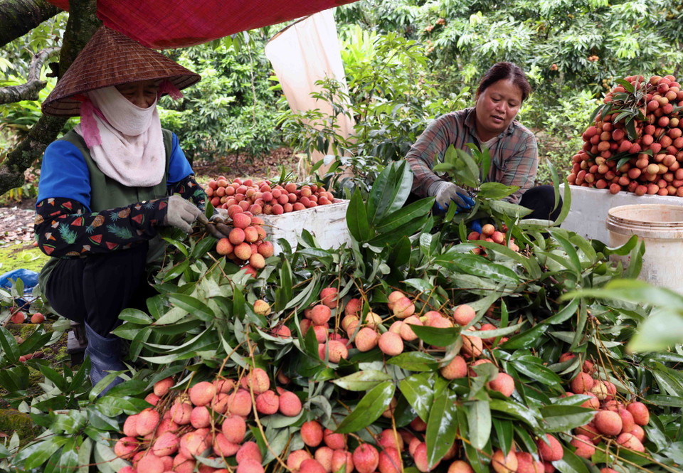 Thu hoạch vải thiều xuất khẩu ở thôn Thúy Lâm, xã Thanh Sơn, huyện Thanh Hà. (Ảnh: Vũ Sinh/TTXVN)