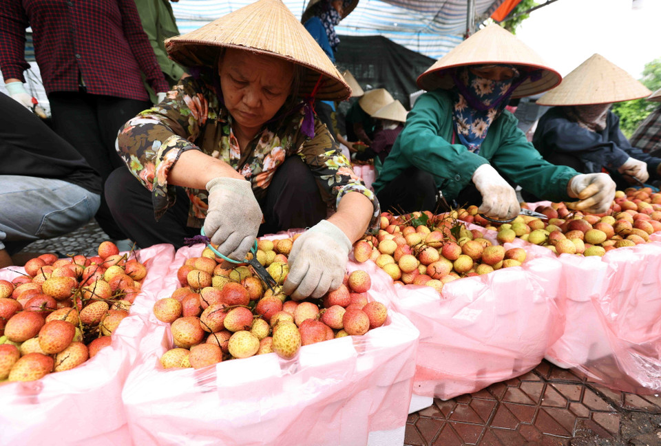 Đóng gói sản phẩm vải thiều xuất khẩu sang thị trường Trung Quốc tại cơ sở thu mua ở xã Thanh Thủy, huyện Thanh Hà. (Ảnh: Vũ Sinh/TTXVN)