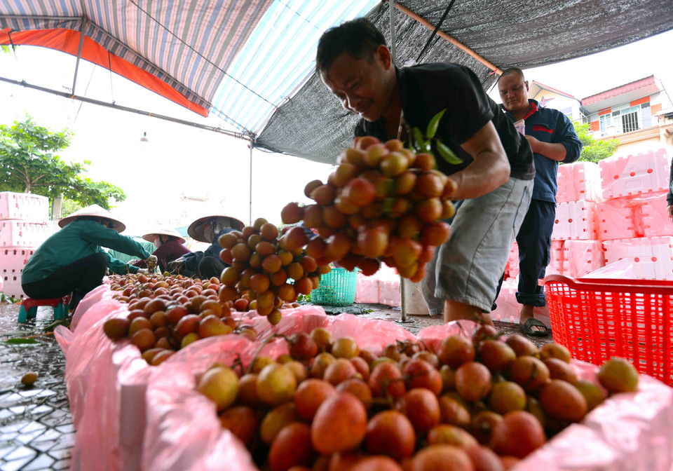 Đóng gói sản phẩm vải thiều xuất khẩu sang thị trường Trung Quốc tại cơ sở thu mua ở xã Thanh Thủy, huyện Thanh Hà. (Ảnh: Vũ Sinh/TTXVN)