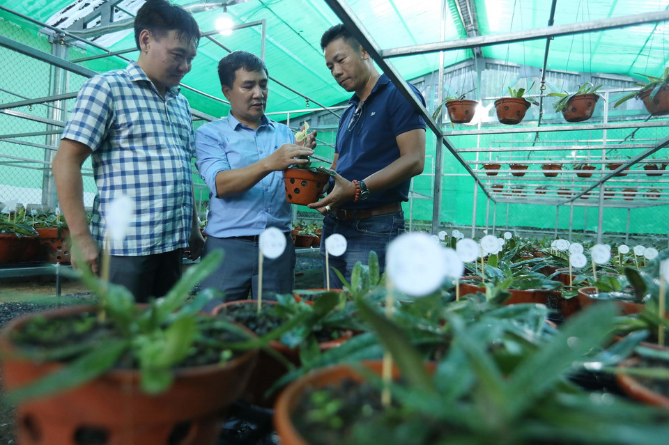 Phó Chủ nhiệm đề tài Nguyễn Xuân Khu kiểm tra tiến độ trưởng thành của cây lan hài đốm trồng trong vườn ươm. (Ảnh: Hoàng Hiếu/TTXVN)