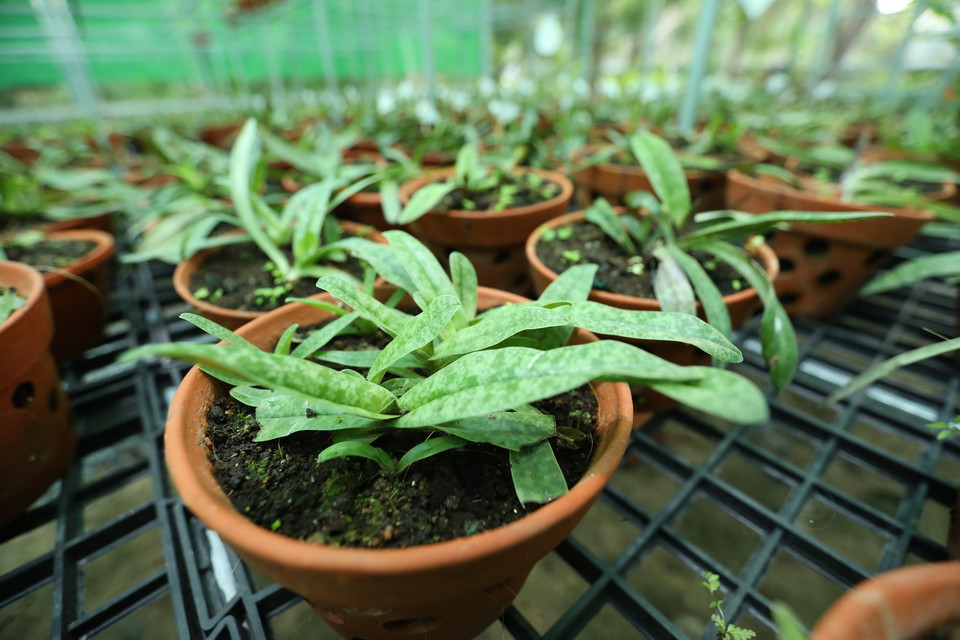 Các cây lan hài đốm trưởng thành đem về từ tự nhiên, sau 3 tháng nhân giống trong khay được đem trồng trong chậu, cây sinh trưởng và phát triển chồi. (Ảnh: Hoàng Hiếu/TTXVN)