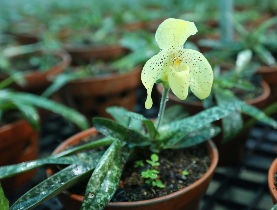 Lan hài đốm có hoa màu vàng, đốm nhỏ màu đỏ. Cánh đài lưng gần tròn, cong lõm. Hai cánh tràng hơi chúc xuống, cánh môi dạng túi dài 4cm, hơi nhọn ở gốc, mép cuộn vào trong. (Ảnh: Hoàng Hiếu/TTXVN)