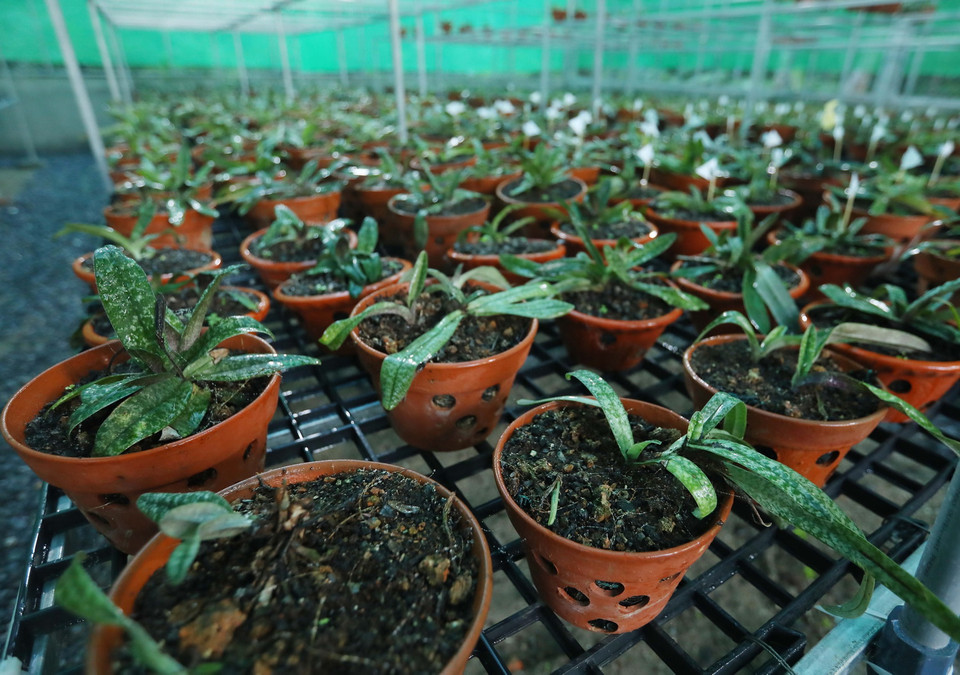 Lan hài đốm được ươm trồng trong nhà lưới tại vườn ươm rộng 100m2 của Vườn quốc gia Cát Bà, có đầy đủ hệ thống tưới tự động để đảm bảo cây sinh trưởng tốt. (Ảnh: Hoàng Hiếu/TTXVN)
