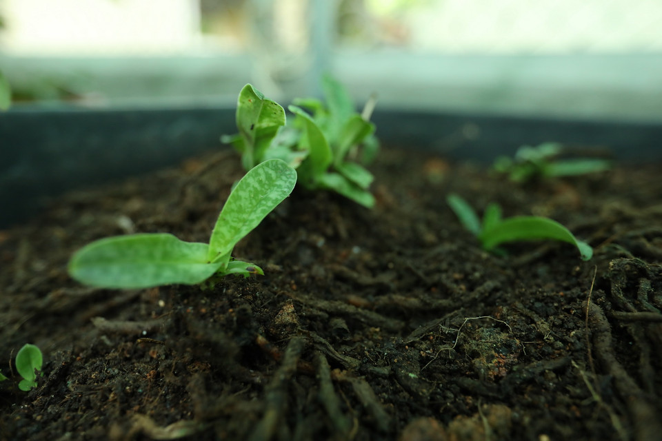 Các cây lan hài đốm vào giai đoạn già cỗi, phần thân trên bị chết, tách chiết gốc về ươm, chồi vẫn phát triển trên gốc đó. (Ảnh: Hoàng Hiếu/TTXVN)