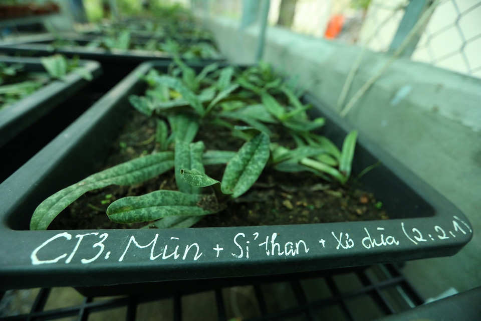 Với các thí nghiệm khác nhau như giá thể, mùa vụ, chất kích thích sinh trưởng…, hiện nay Vườn Quốc gia Cát Bà đã nhân giống đủ số lượng lan hài đốm theo kế hoạch. (Ảnh: Hoàng Hiếu/TTXVN)