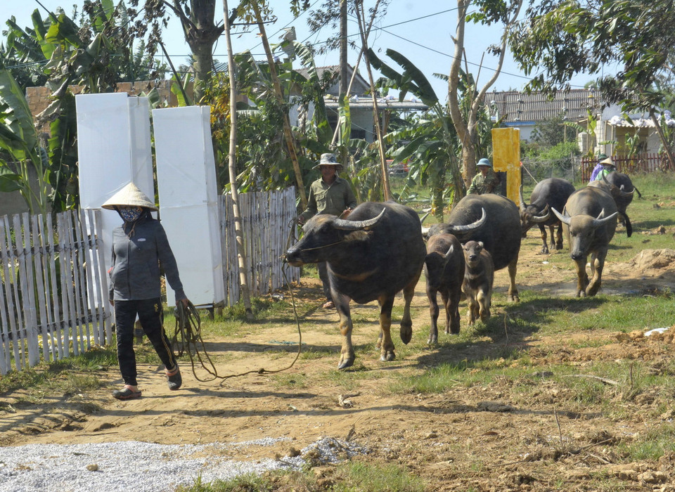 Người dân di dời đàn gia súc để tránh bão đổ bộ, trong tình huống giả định ở buổi diễn tập. (Ảnh: Nguyên Lý/TTXVN)