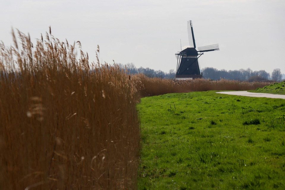 Các ngày 12 và 13/5 hàng năm đã trở thành Ngày cối xay gió quốc gia, khi khoảng 900 cối xay trên toàn quốc sẽ mở cửa miễn phí cho công chúng tham quan. (Ảnh: Hoàng Long)