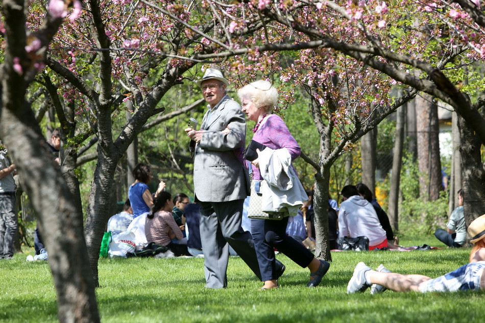 Du khách ngắm hoa anh đào nở rộ tại lễ hội. (Ảnh: THX/TTXVN)