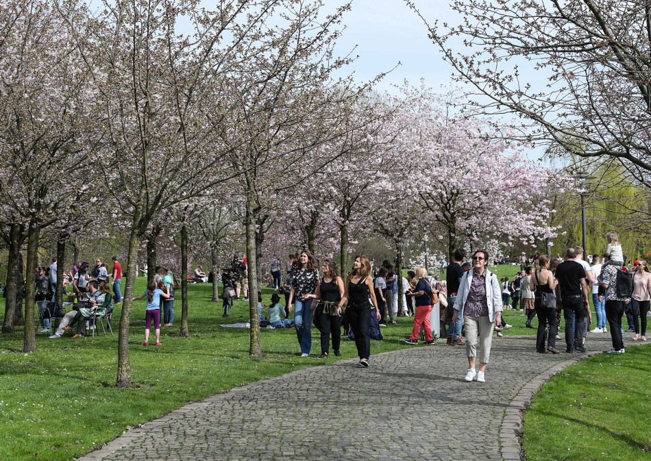 Du khách ngắm hoa anh đào nở rộ tại lễ hội. (Ảnh: THX/TTXVN)