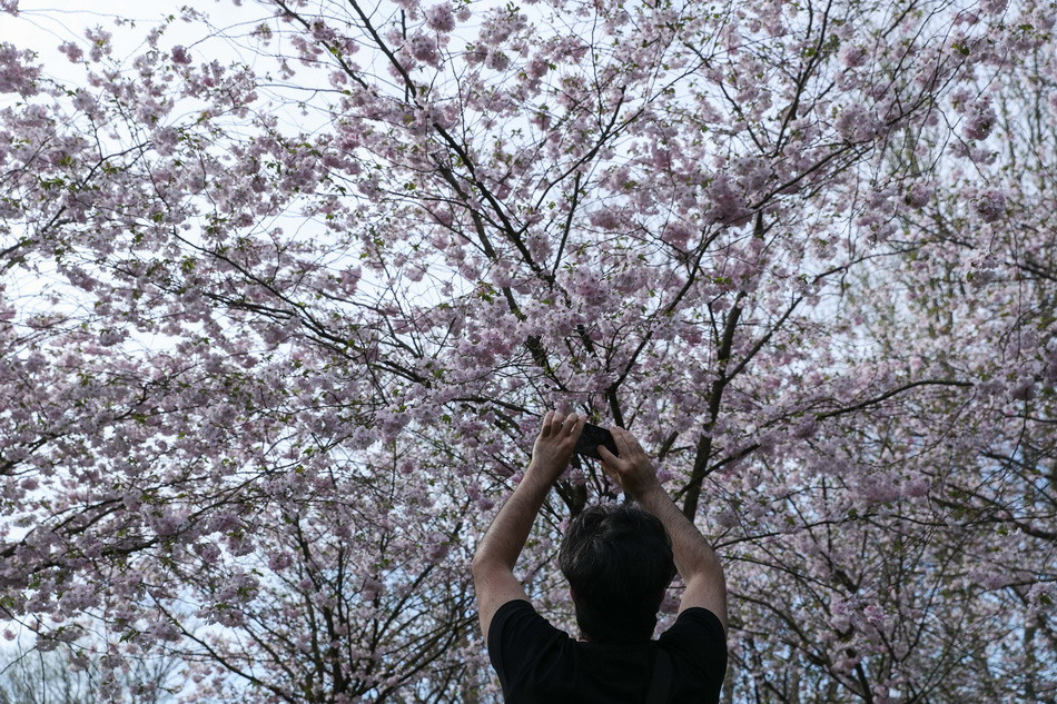 Du khách chụp ảnh hoa anh đào nở rộ tại lễ hội.(Ảnh: THX/TTXVN)