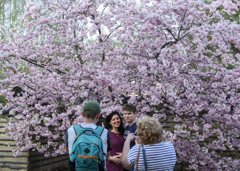 Du khách chụp ảnh bên hoa anh đào nở rộ ở Berlin. (Ảnh: THX/TTXVN)
