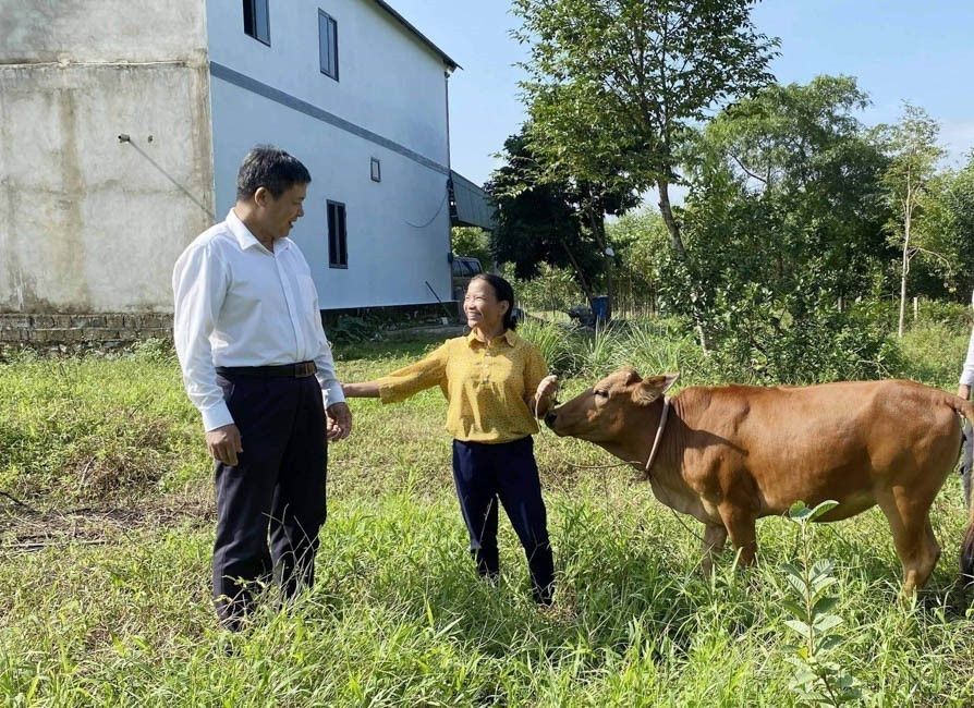 Chị Trần Thị Nguyệt ở thôn Thái Yên, xã Lộc Yên, huyện Hương Khê được Mặt trận Tổ quốc các cấp tại tỉnh Hà Tĩnh hỗ trợ bò cái sinh sản, ổn định cuộc sống, thoát nghèo (2023). (Ảnh: Hữu Quyết/TTXVN)