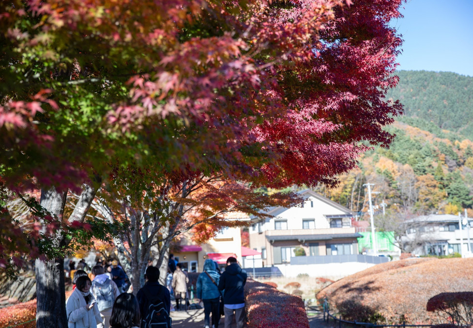 Khách du lịch thưởng thức cảnh đẹp dưới "Đường hầm lá đỏ" bên hồ Kawaguchi. (Ảnh: Xuân Giao/TTXVN)