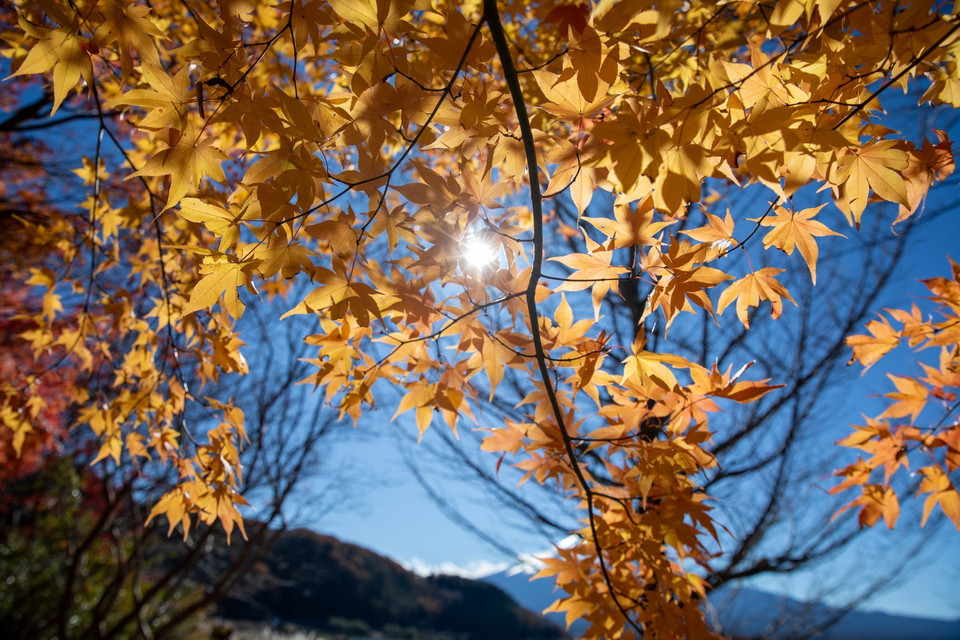 Một cây phong lá vàng bên bờ hồ Kawaguchi. (Ảnh: Xuân Giao/TTXVN)