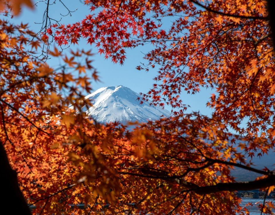 Núi Phú Sĩ nhìn qua tán cây phong lá đỏ. (Ảnh: Xuân Giao//TTXVN)